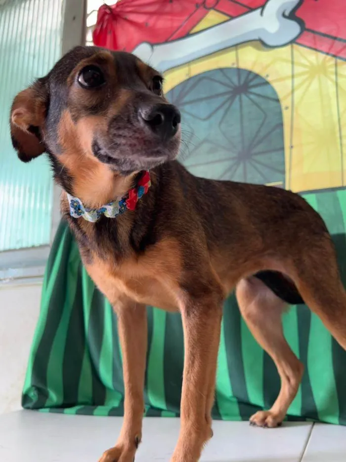 Cachorro ra a SRD-ViraLata idade 2 anos nome Luna