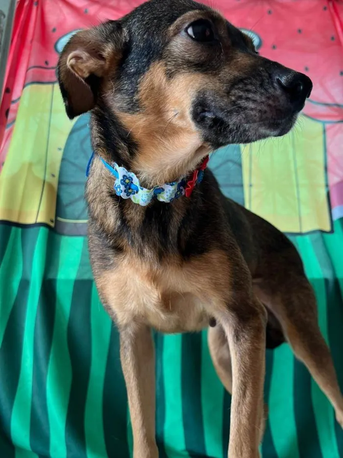 Cachorro ra a SRD-ViraLata idade 2 anos nome Luna
