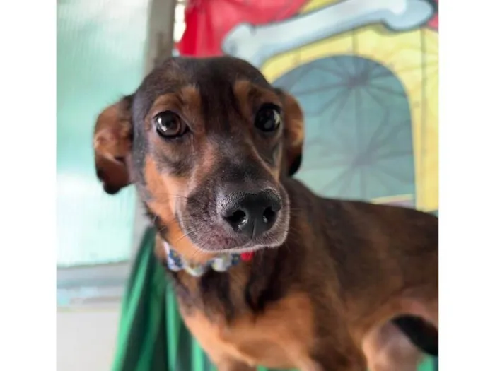 Cachorro ra a SRD-ViraLata idade 2 anos nome Luna