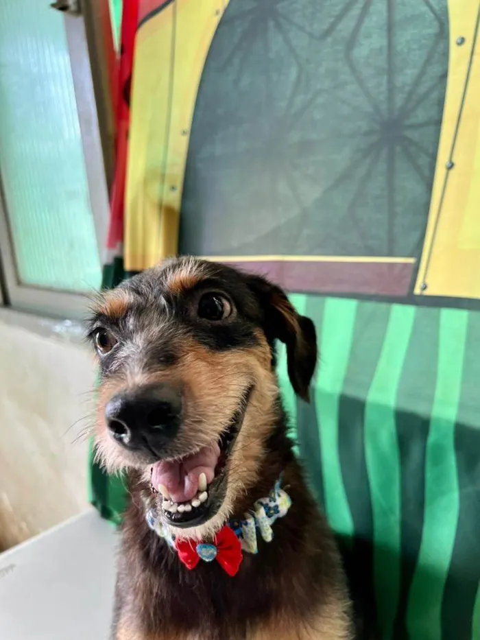 Cachorro ra a SRD-ViraLata idade 3 anos nome Volverina