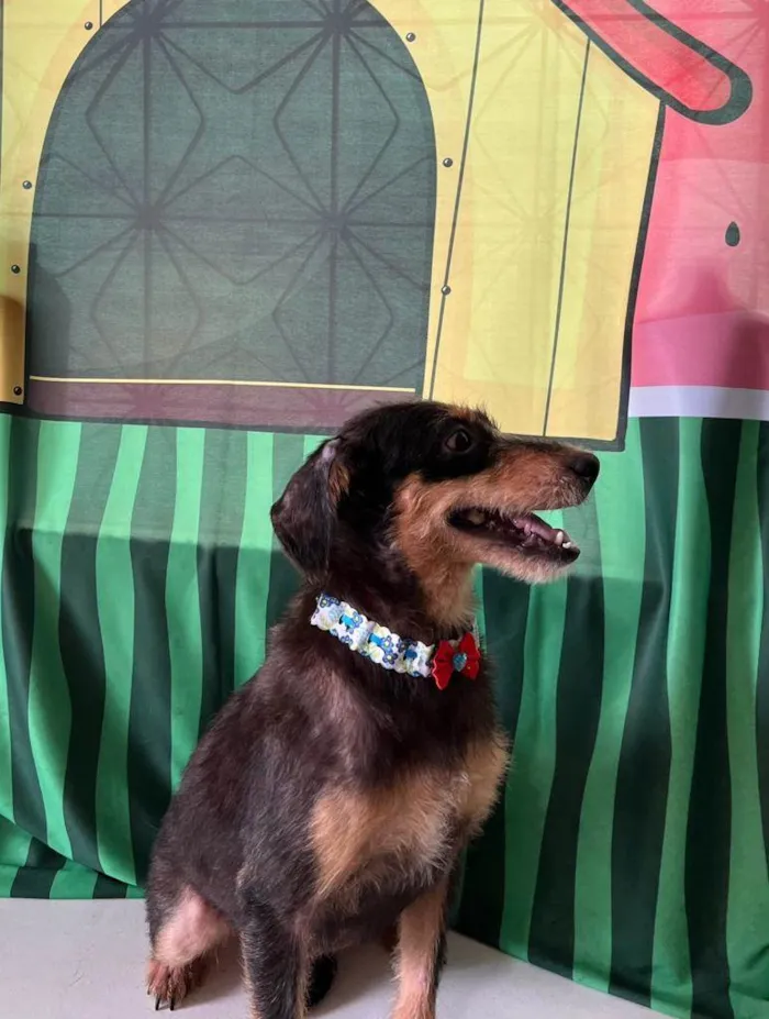 Cachorro ra a SRD-ViraLata idade 3 anos nome Volverina