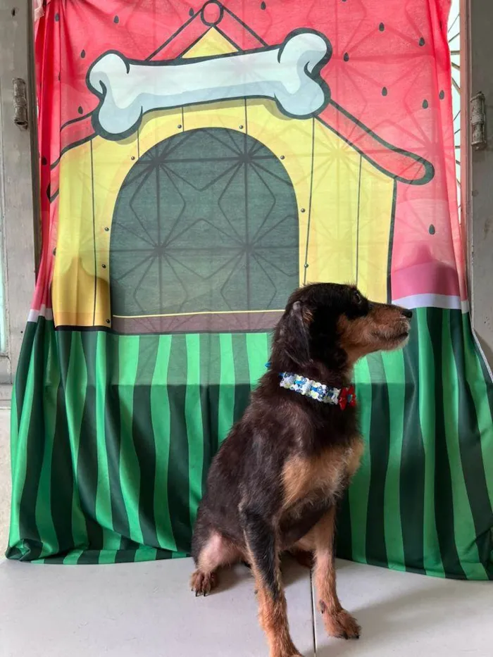 Cachorro ra a SRD-ViraLata idade 3 anos nome Volverina