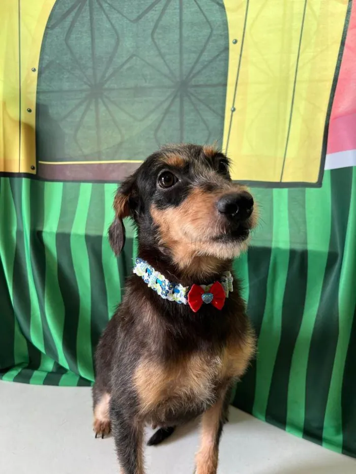 Cachorro ra a SRD-ViraLata idade 3 anos nome Volverina