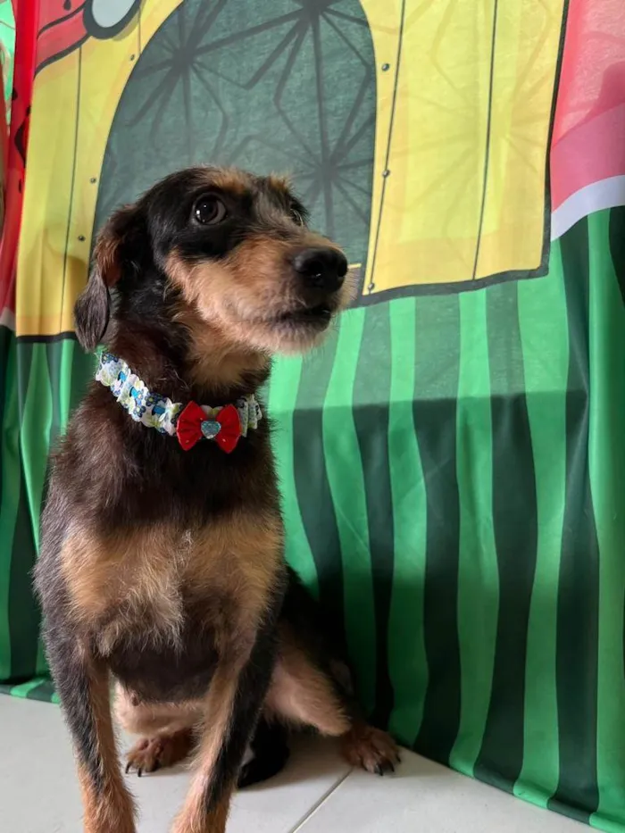 Cachorro ra a SRD-ViraLata idade 3 anos nome Volverina