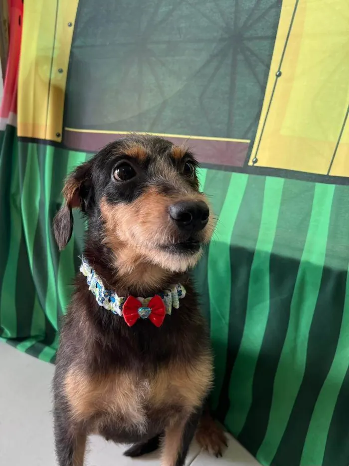 Cachorro ra a SRD-ViraLata idade 3 anos nome Volverina