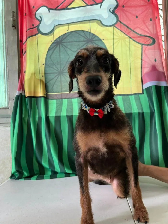 Cachorro ra a SRD-ViraLata idade 3 anos nome Volverina