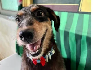 Cachorro raça SRD-ViraLata idade 3 anos nome Volverina