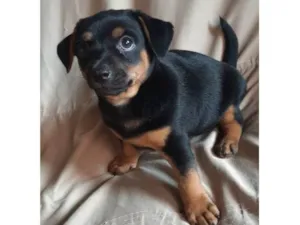 Cachorro raça Rottweiler  idade 2 a 6 meses nome John