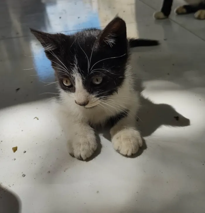 Gato ra a  idade 2 a 6 meses nome Frajola 
