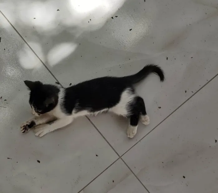 Gato ra a  idade 2 a 6 meses nome Frajola 
