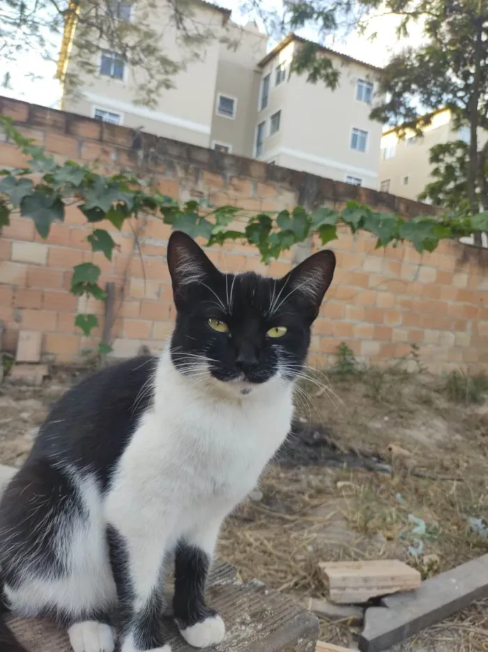 Gato ra a  idade 1 ano nome Pretinha