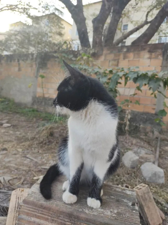 Gato ra a  idade 1 ano nome Pretinha