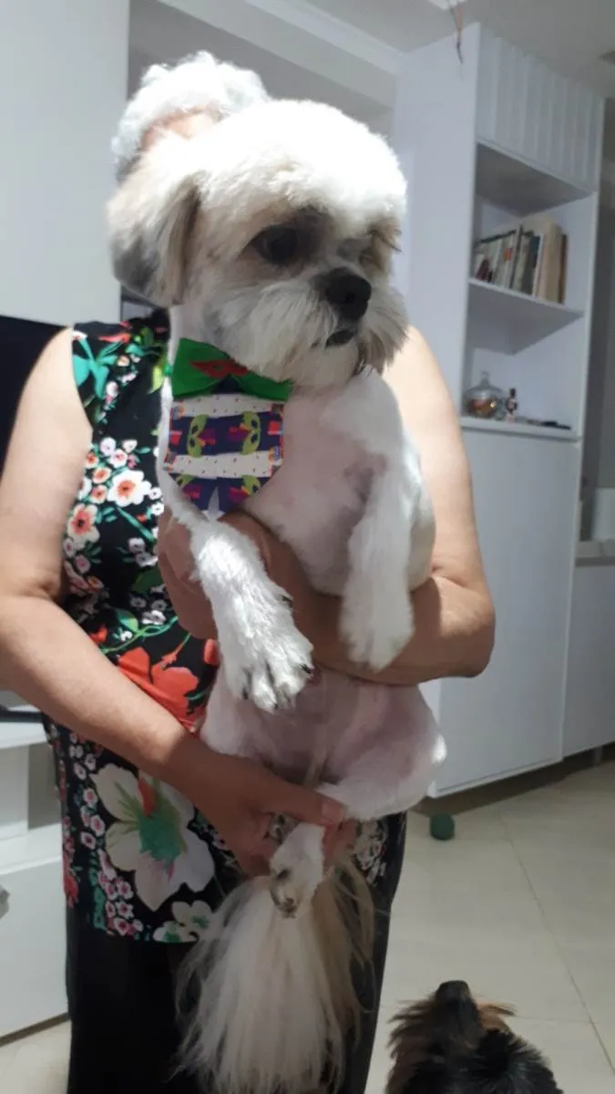 Cachorro ra a Shitzu idade 4 anos nome JP