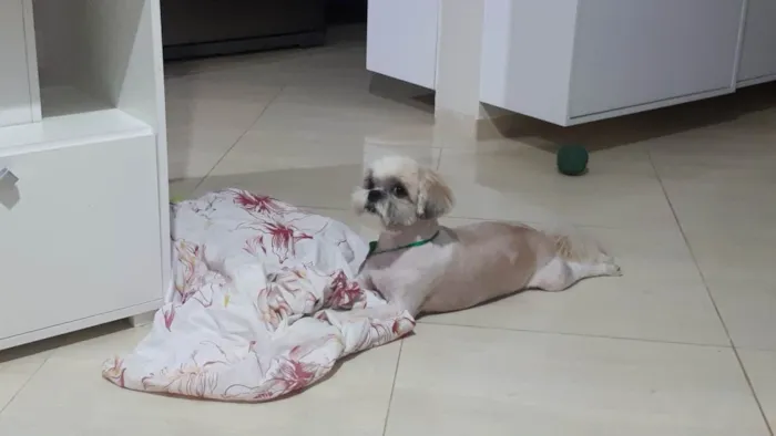 Cachorro ra a Shitzu idade 4 anos nome JP