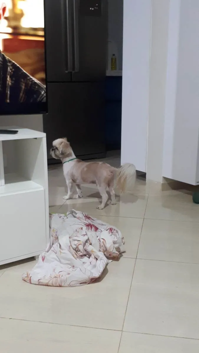 Cachorro ra a Shitzu idade 4 anos nome JP