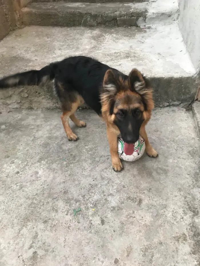 Cachorro ra a Pastor Alemão idade 7 a 11 meses nome Dante 