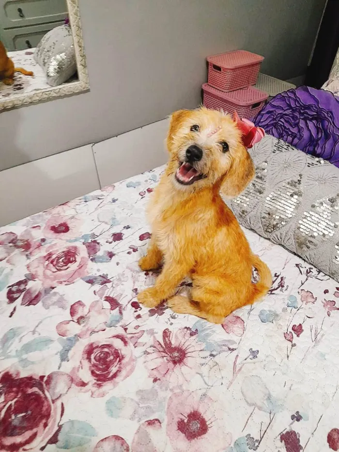 Cachorro ra a  idade 2 a 6 meses nome Sol