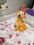 Sol