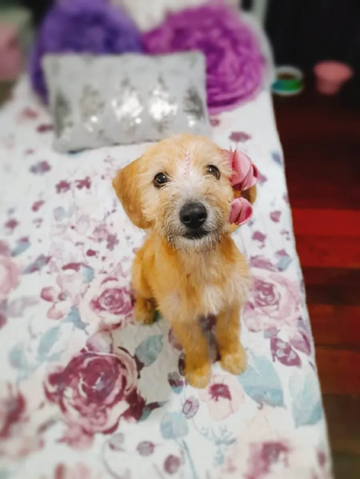 Cachorro ra a  idade 2 a 6 meses nome Sol