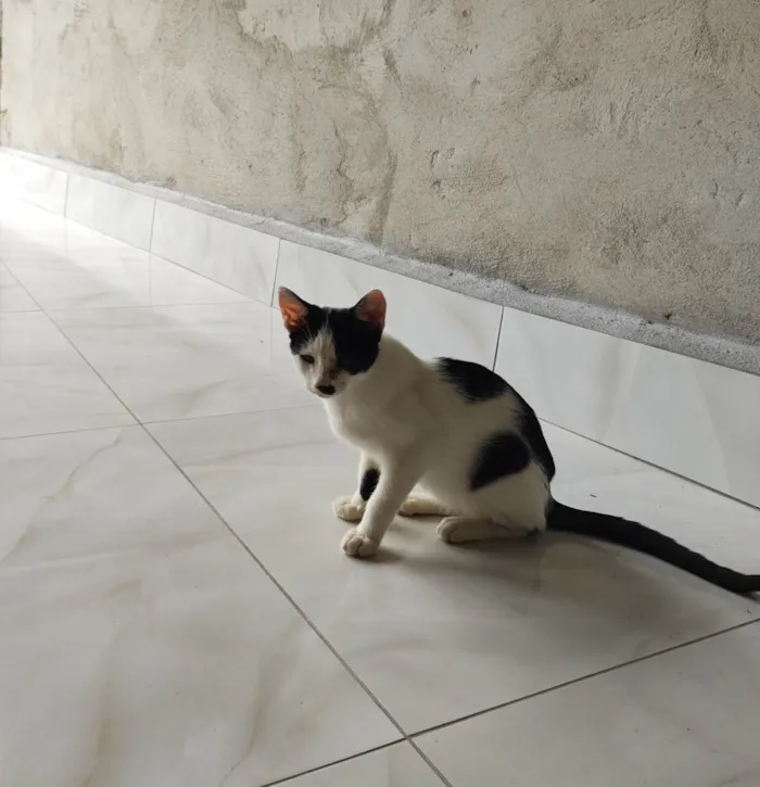 Gato ra a  idade 2 a 6 meses nome Galo e Léo 