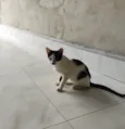 Galo e Léo