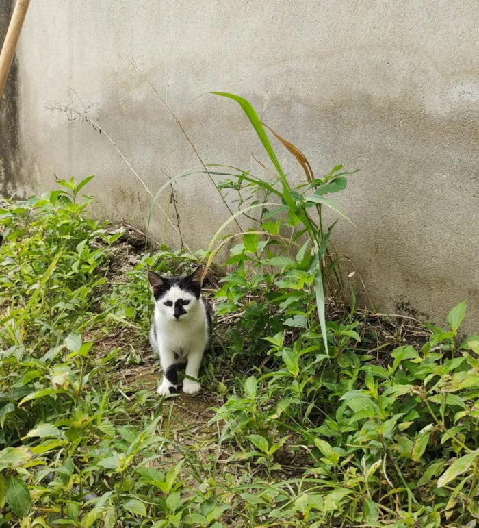 Gato ra a  idade 2 a 6 meses nome Galo e Léo 