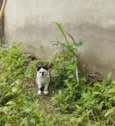 Galo e Léo
