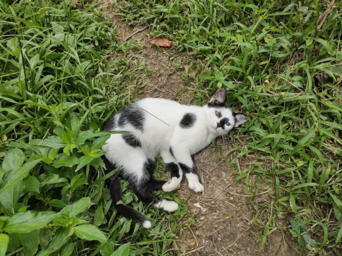 Gato ra a  idade 2 a 6 meses nome Galo e Léo 