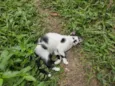 Galo e Léo