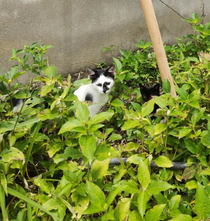 Gato ra a  idade 2 a 6 meses nome Galo e Léo 