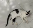 Galo e Léo