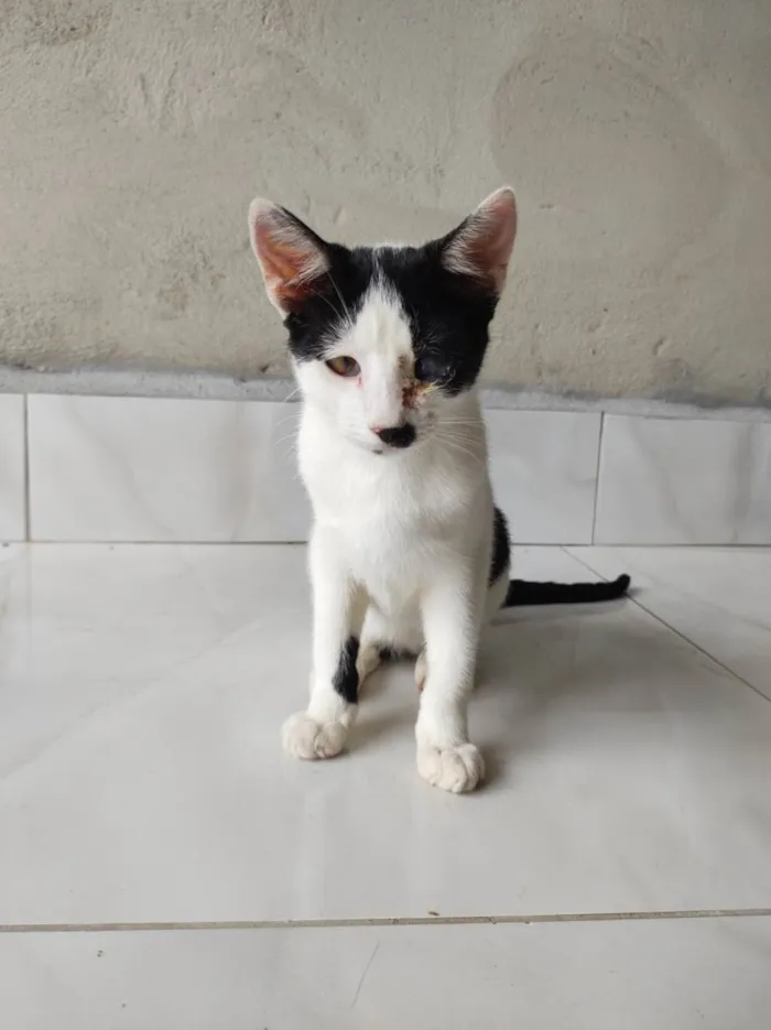 Gato ra a  idade 2 a 6 meses nome Galo e Léo 