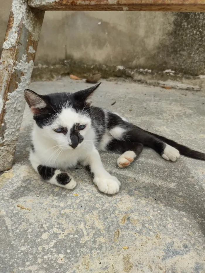 Gato ra a  idade 2 a 6 meses nome Galo e Léo 