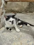 Galo e Léo