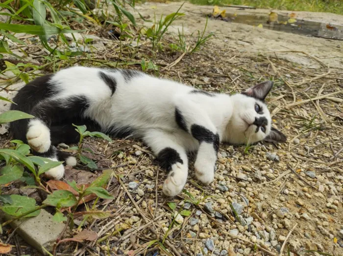 Gato ra a  idade 2 a 6 meses nome Galo e Léo 