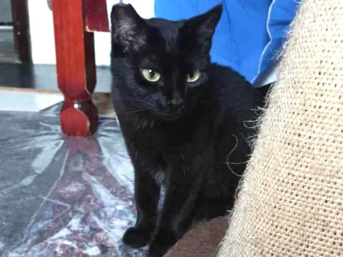 Gato raça SRD-ViraLata idade 1 ano nome LUA