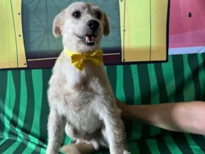 Cachorro raça SRD-ViraLata idade 3 anos nome Carneiro