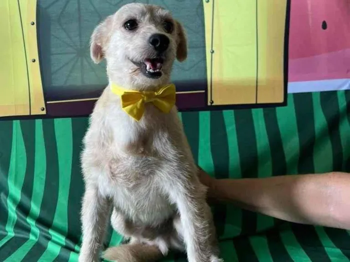 Cachorro ra a SRD-ViraLata idade 3 anos nome Carneiro