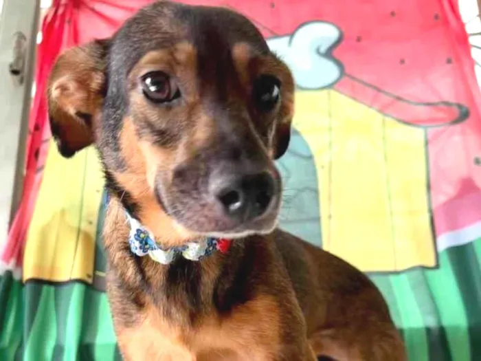 Cachorro ra a SRD-ViraLata idade 2 anos nome Luna