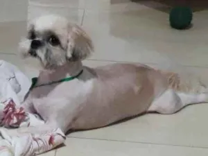 Cachorro raça Shitzu idade 4 anos nome JP