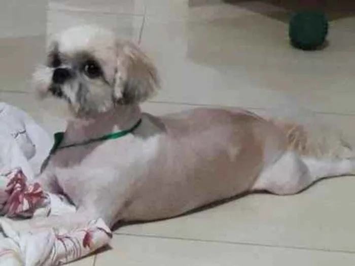 Cachorro ra a Shitzu idade 4 anos nome JP