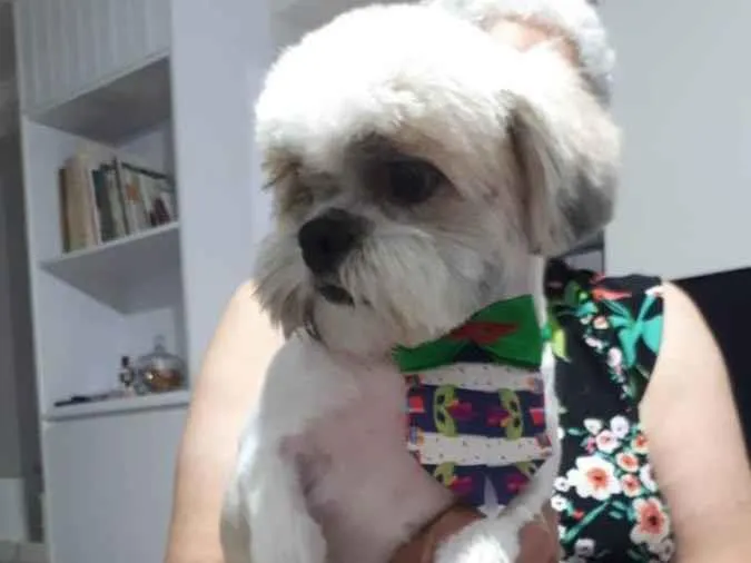 Cachorro ra a Shitzu idade 4 anos nome JP