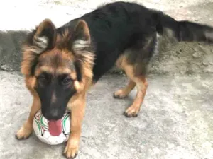 Cachorro raça Pastor Alemão idade 7 a 11 meses nome Dante 
