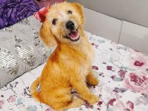 Cachorro raça  idade 2 a 6 meses nome Sol