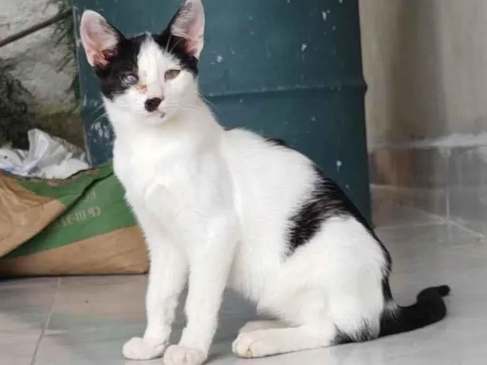 Gato ra a  idade 2 a 6 meses nome Galo e Léo 