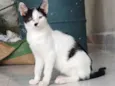 Galo e Léo