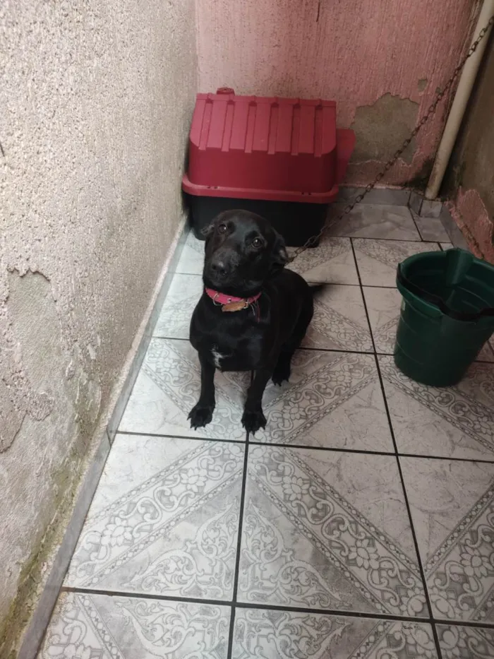 Cachorro ra a SRD-ViraLata idade 7 a 11 meses nome Pantera