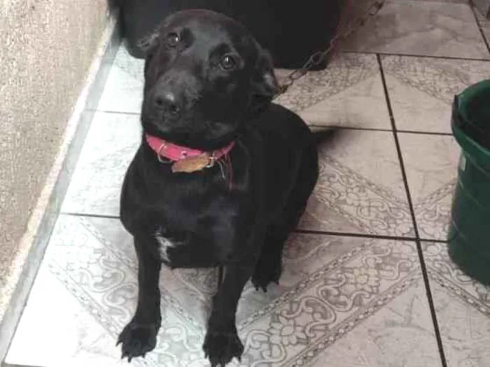 Cachorro ra a SRD-ViraLata idade 7 a 11 meses nome Pantera