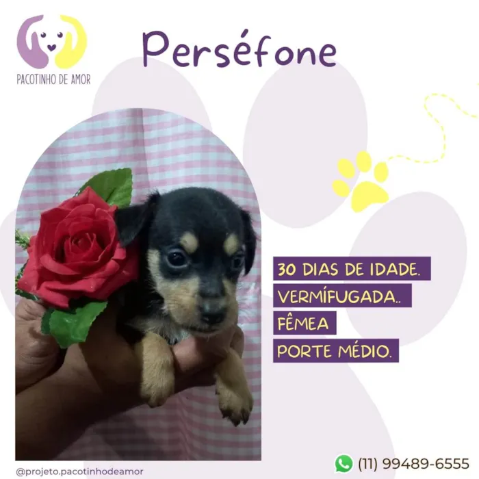 Cachorro raça SRD-ViraLata idade Abaixo de 2 meses nome Perséfone