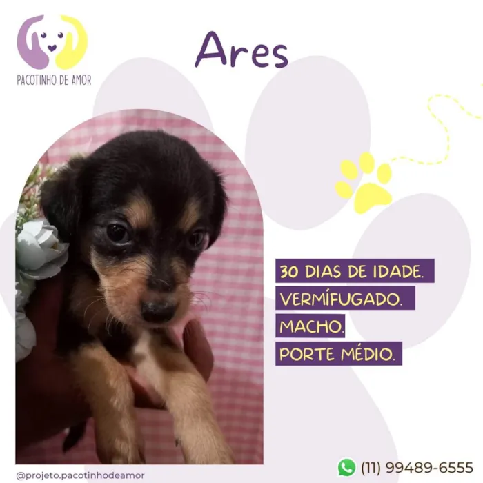 Cachorro raça SRD-ViraLata idade Abaixo de 2 meses nome Ares